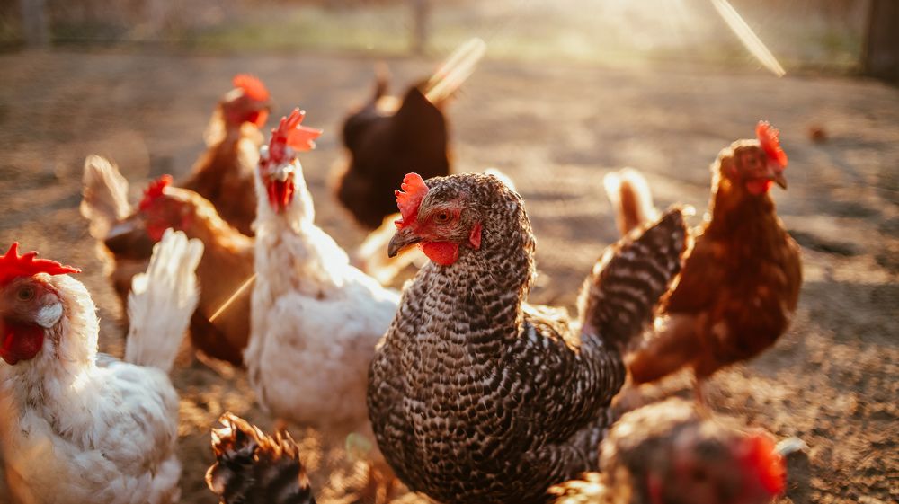 Photograph by Анастасия Кузнецова