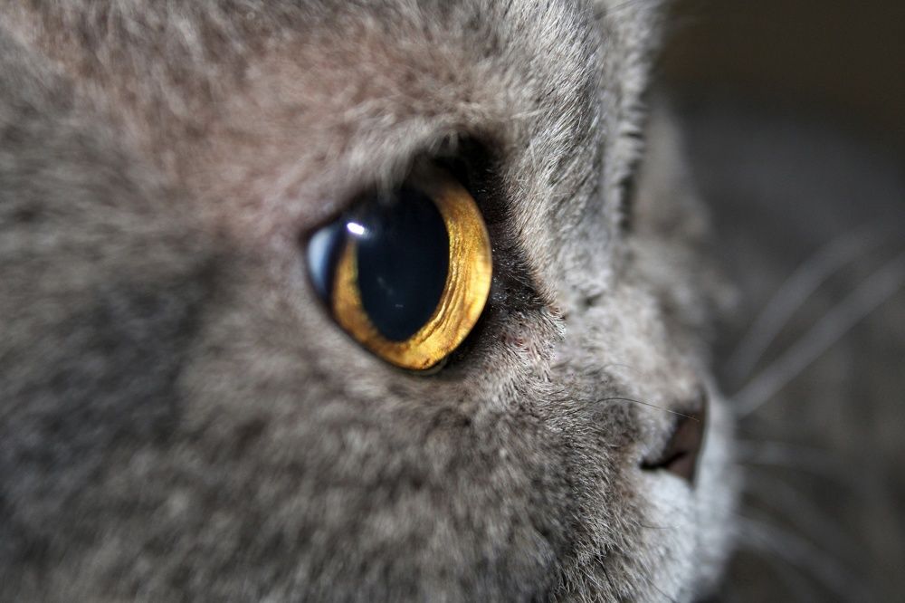 Любимка - мечтатель