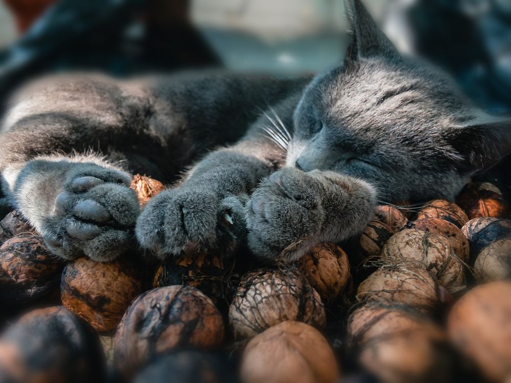 Photograph by Виталий Шкадинов