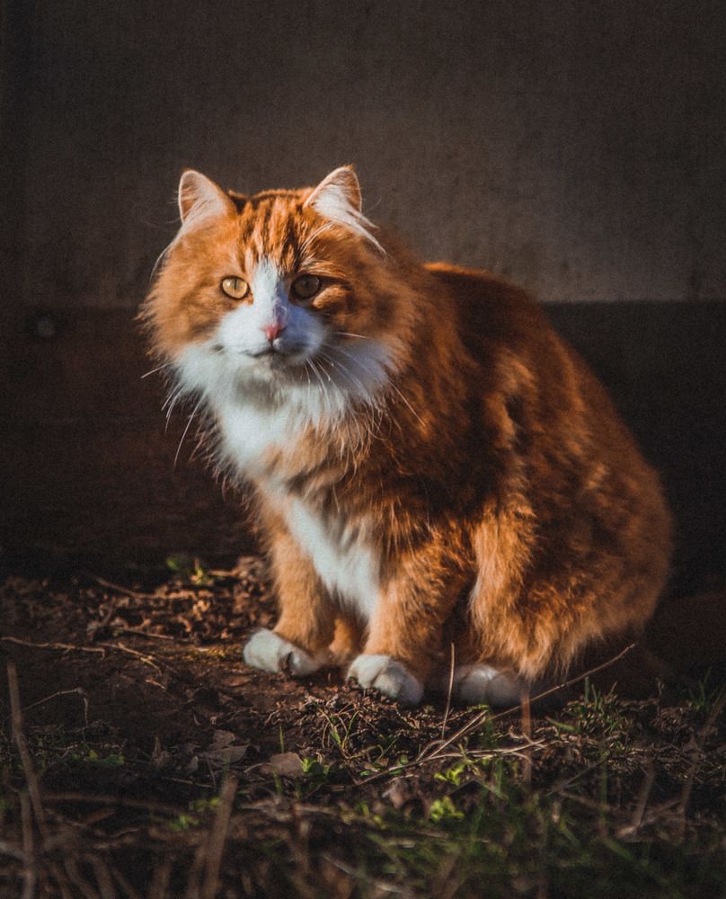 Photograph by Татьяна Шандромайло