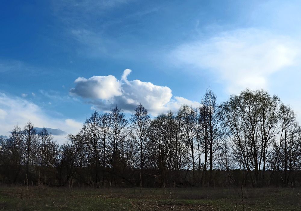 Белый лебедь плывёт