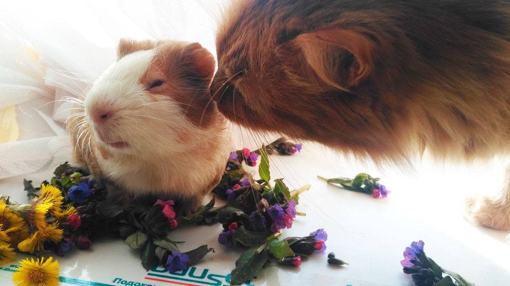 Photograph by Станислав Евсеев