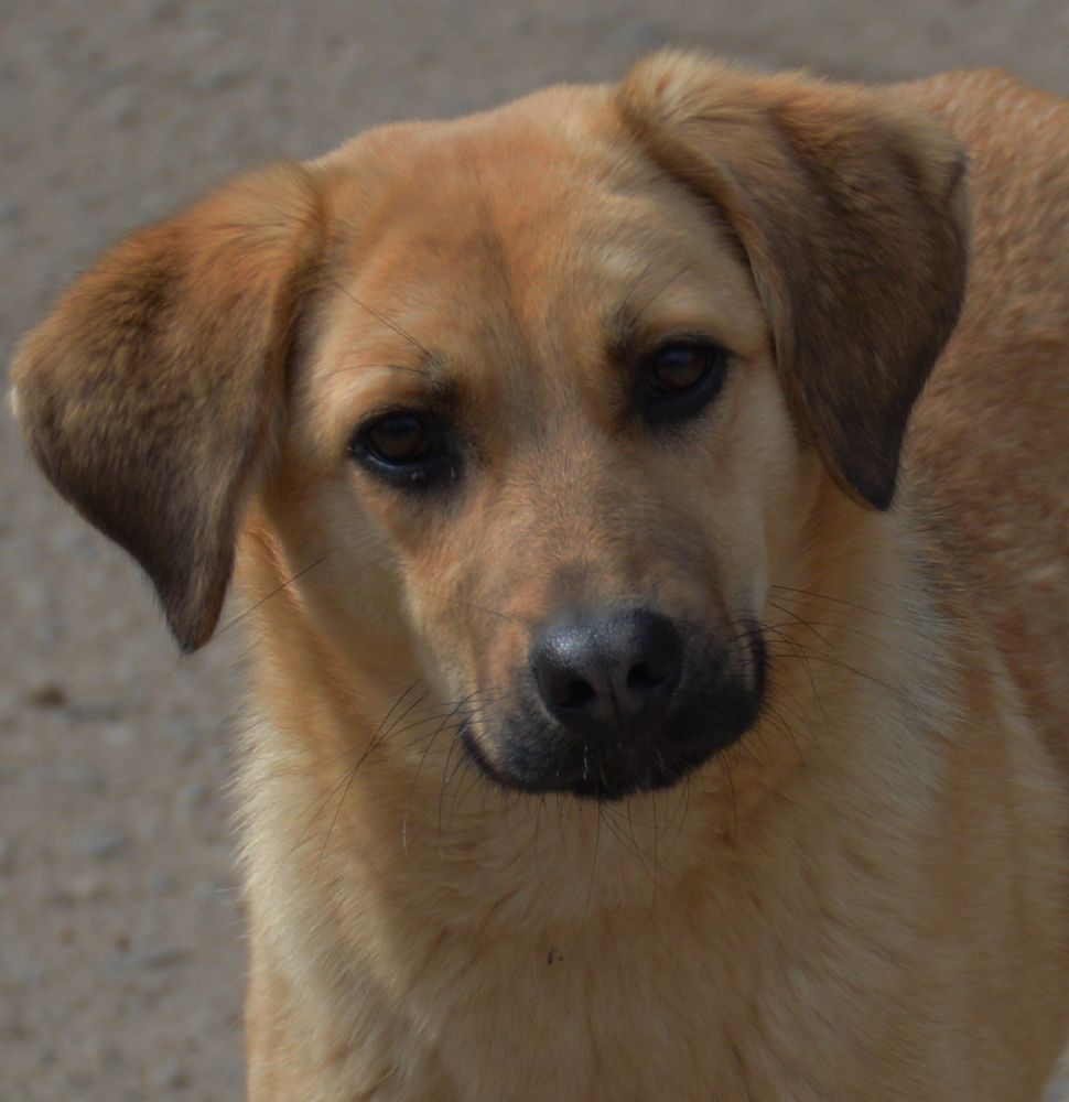 Из цикла "Портреты животных"