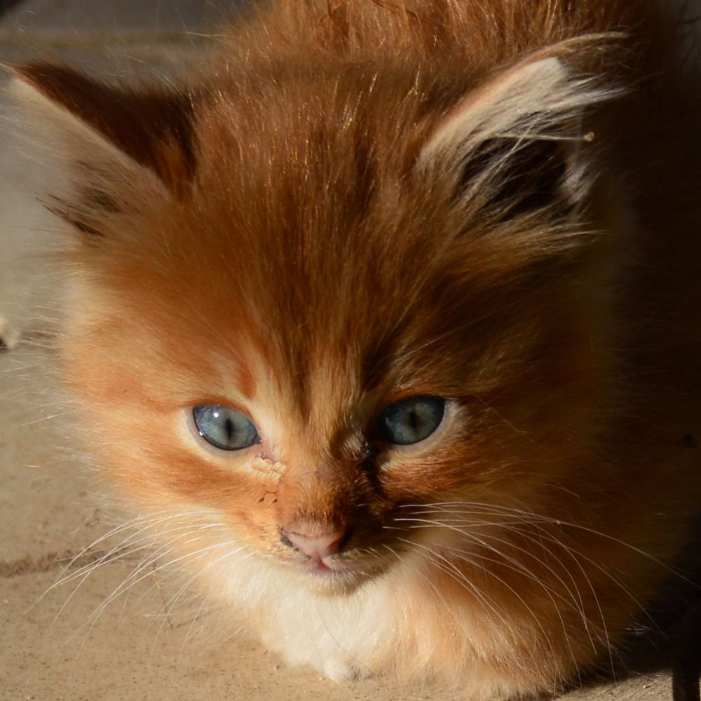 Из цикла "Мои друзья"