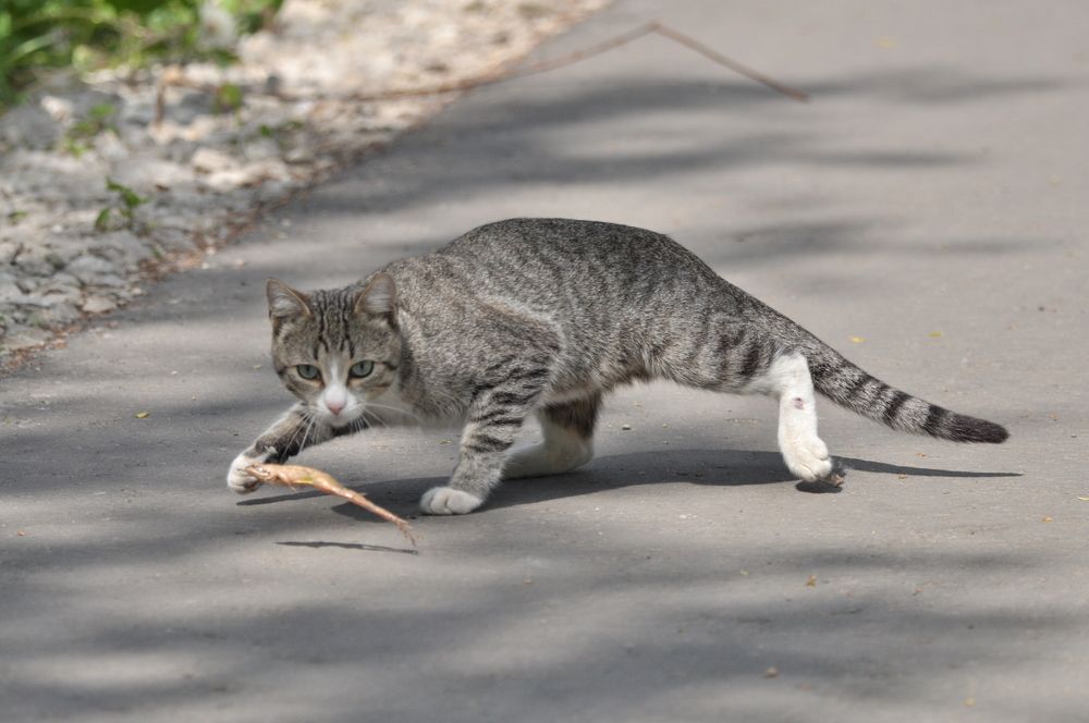 Игра в кошки-лягушки