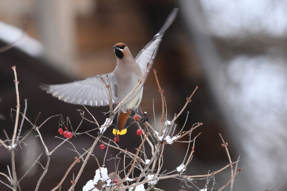 Весёлый свиристель