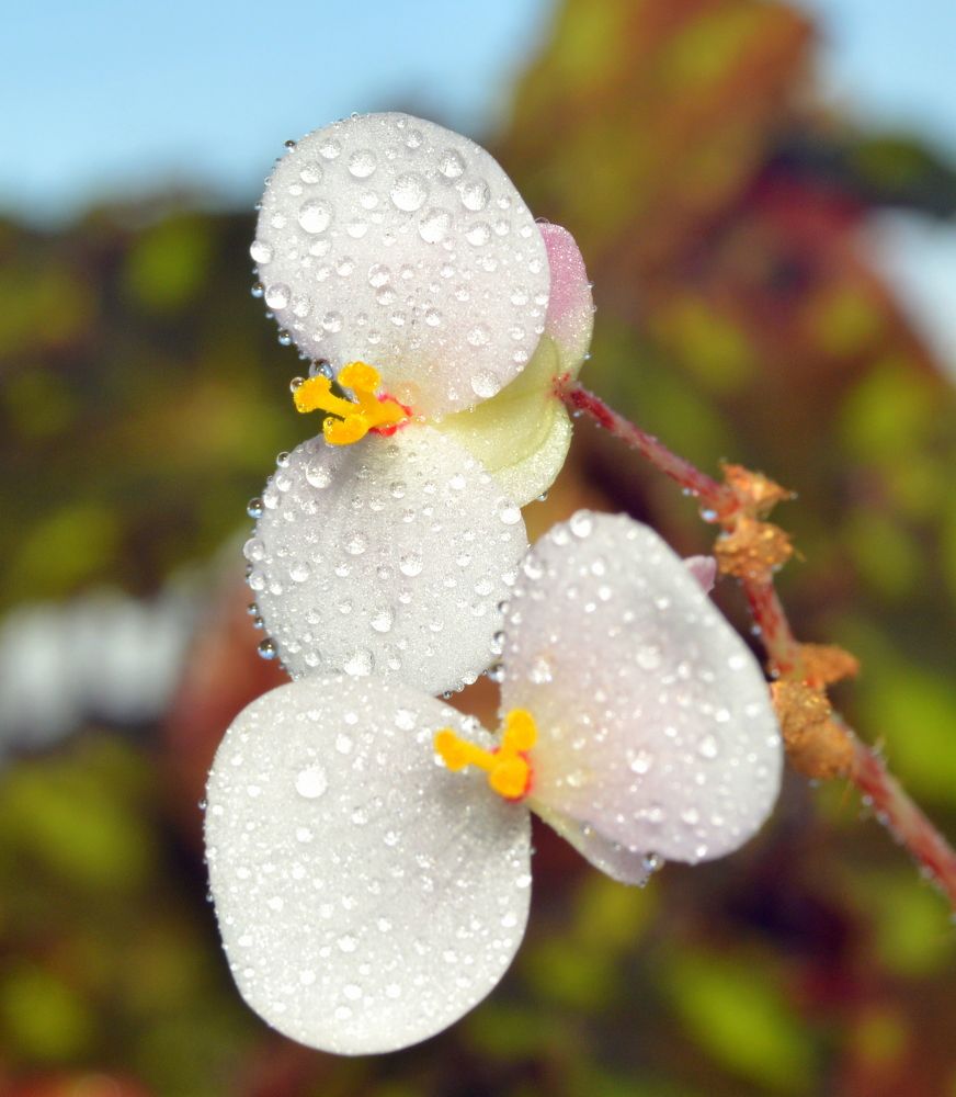 Невинность...