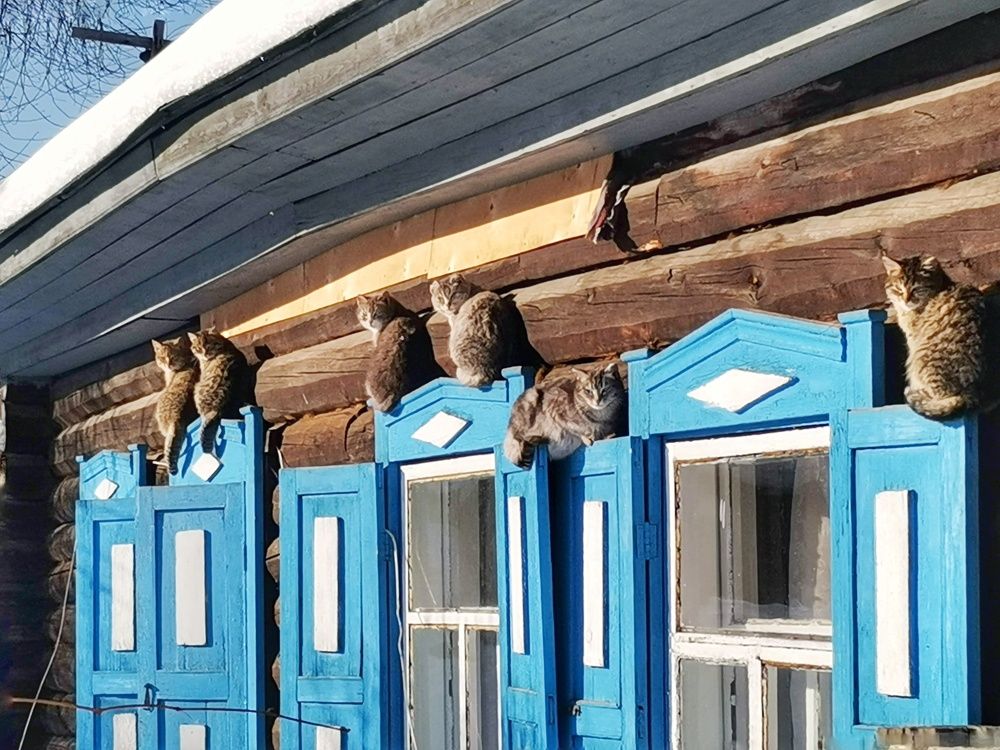 The cats have arrived