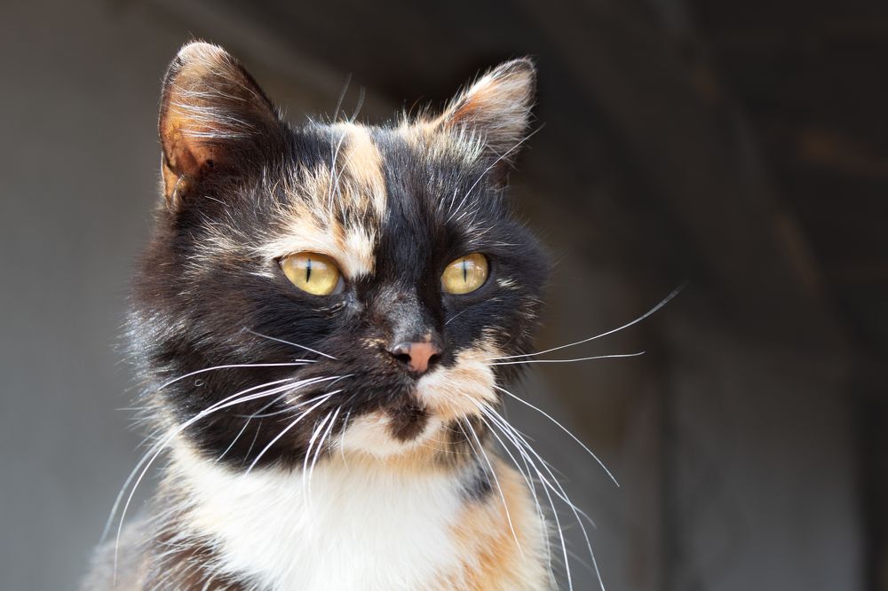 Photograph by Оксана Егорова