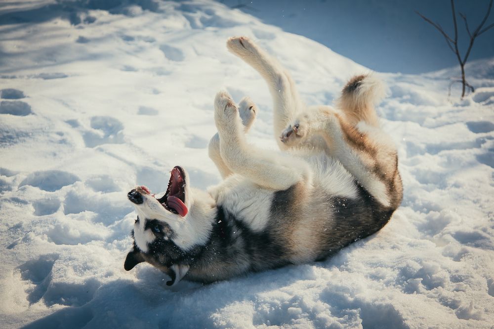 Photograph by Андрей Сериков