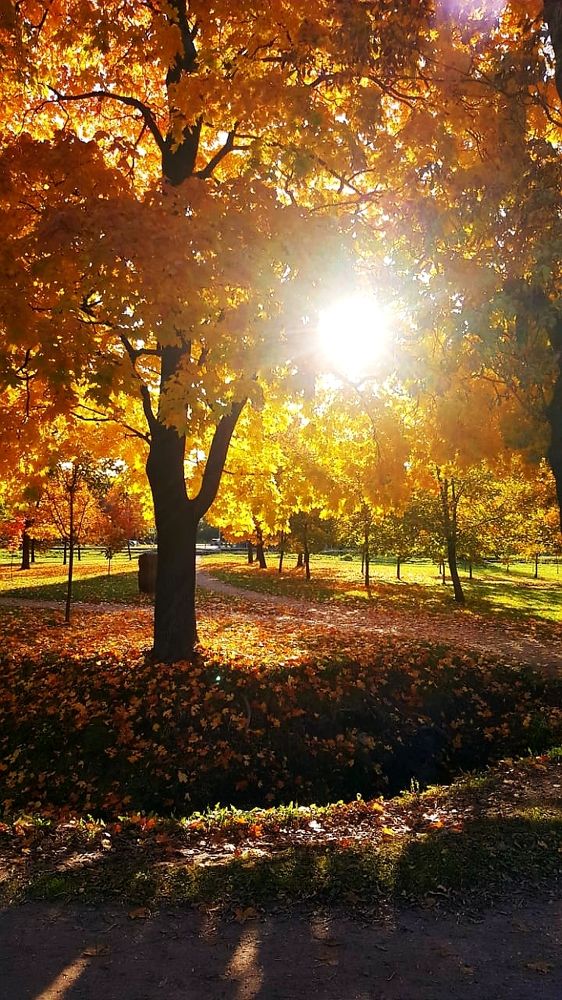 Золотая осень.