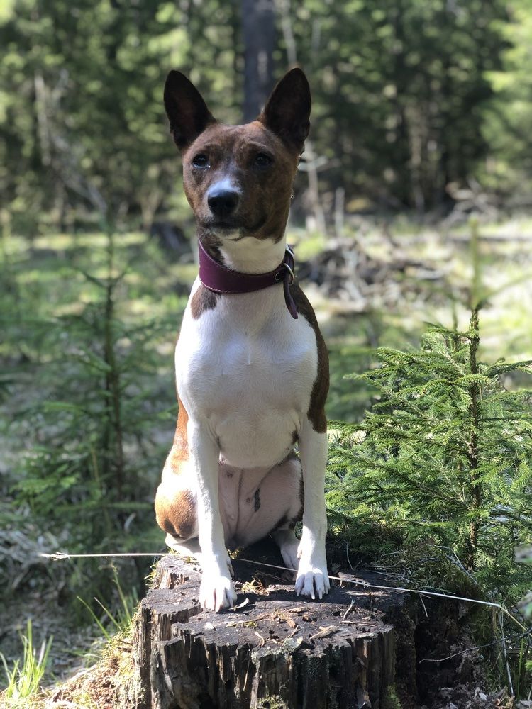 Фотография автора Татьяна Зынова