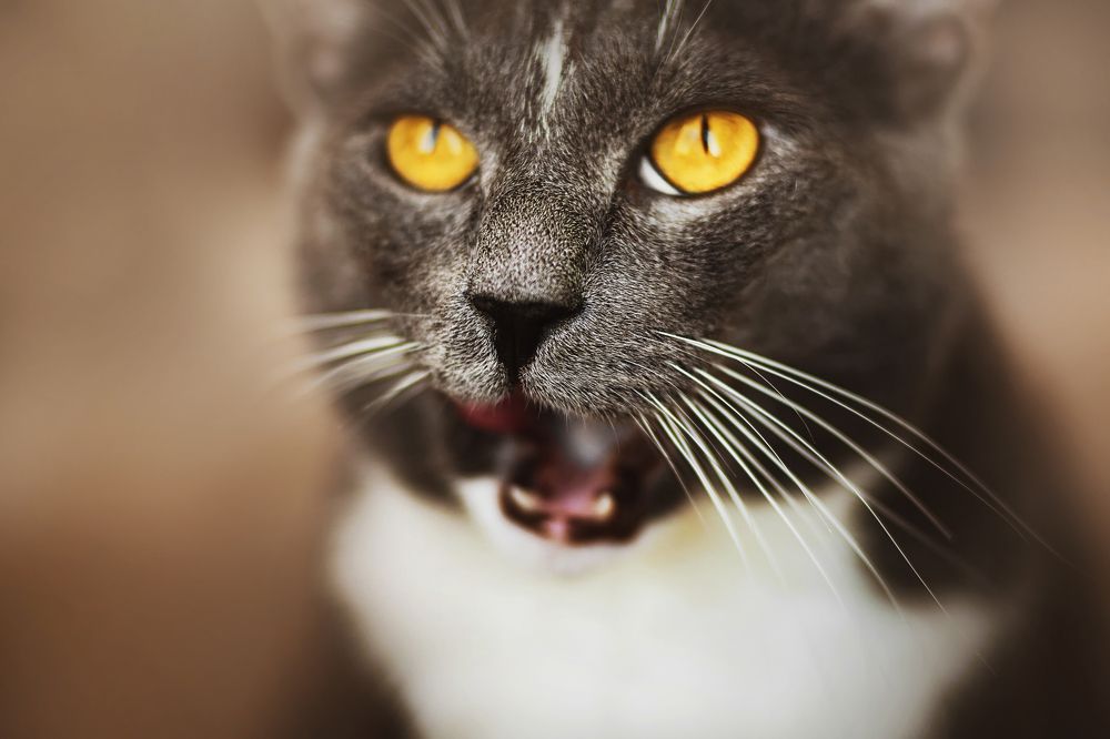 A cute domestic gray cat with yellow eyes looks up at the owner and licks