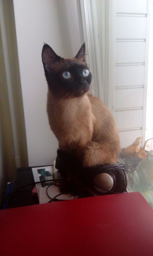 Фотография автора Арина Мясникова