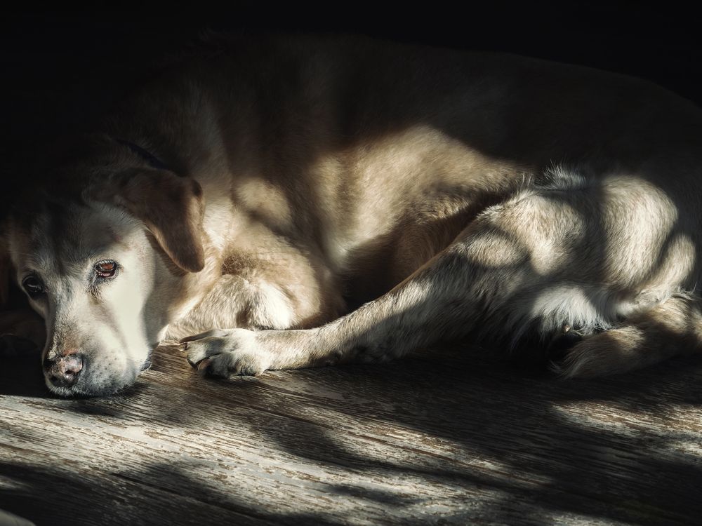 В лучах заката