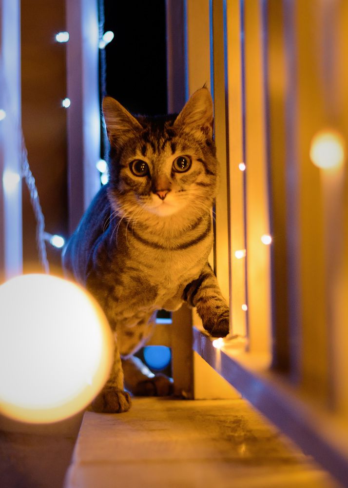 Кот Бармалей и огоньки месяца Рамадан