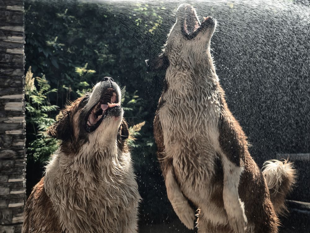 Фотография автора Илья Копелиович