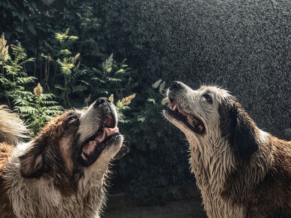 Фотография автора Илья Копелиович