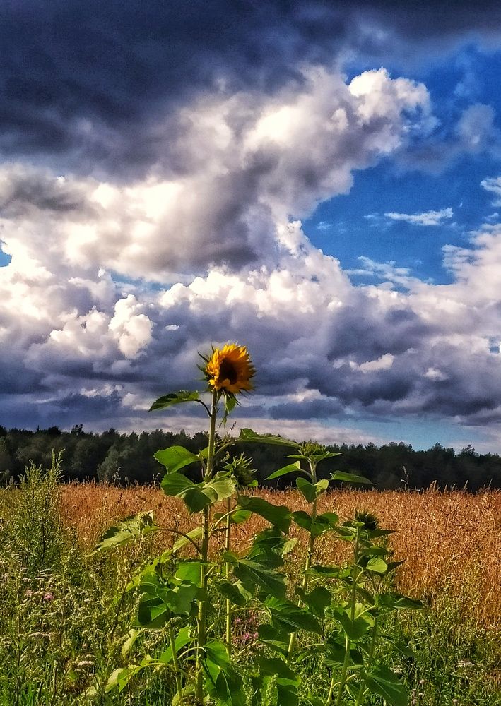 Photograph by Любовь Сухова