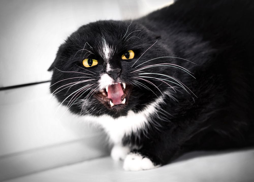 Photograph by Юлия Яровая