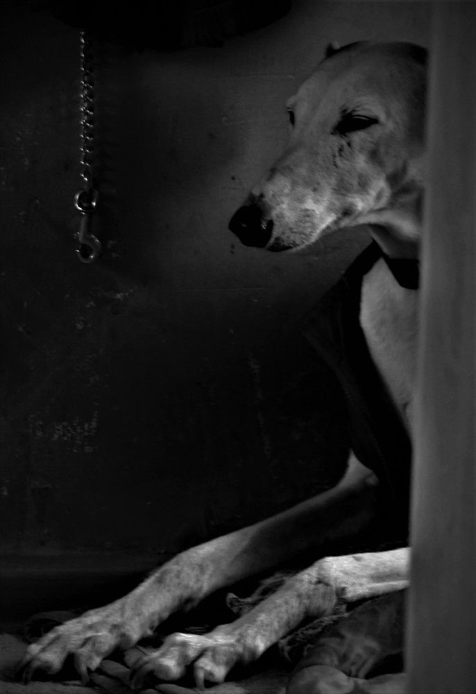 Портрет борзой