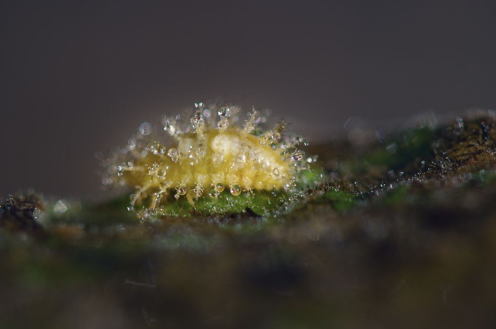 Photograph by Nunong Tindin