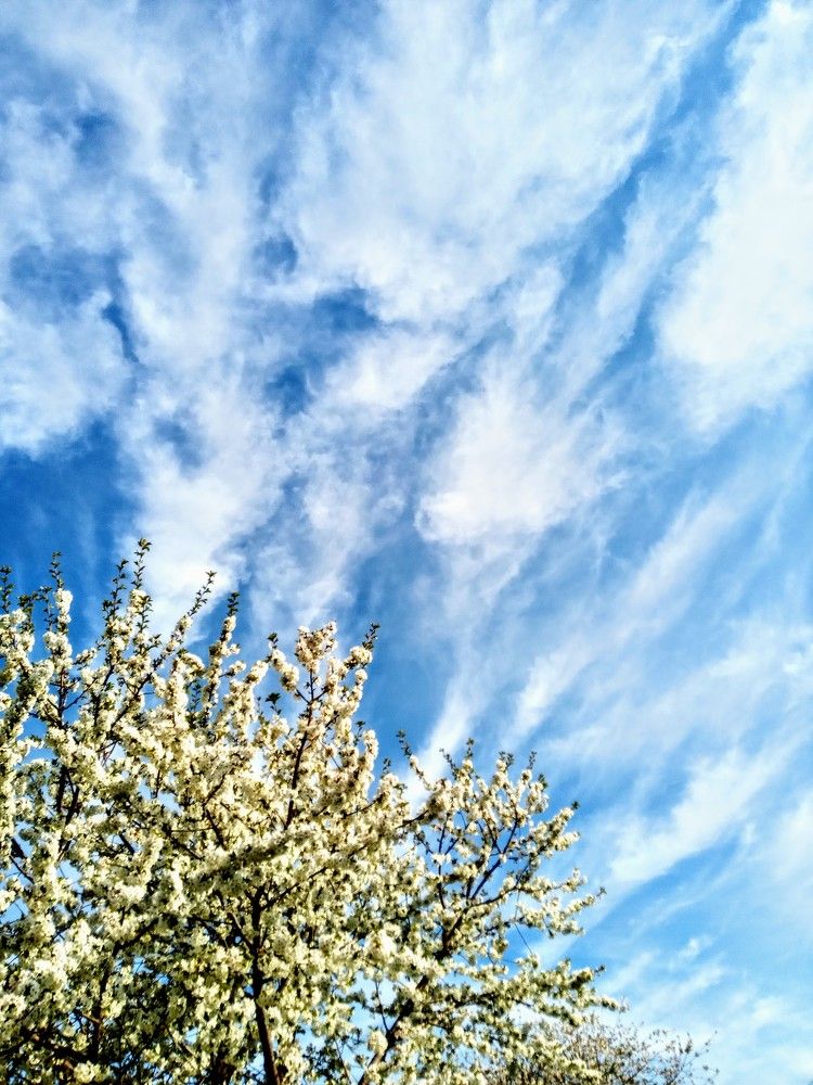 Перьевые облака