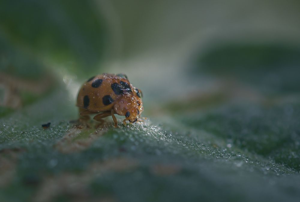 Photograph by Nunong Tindin