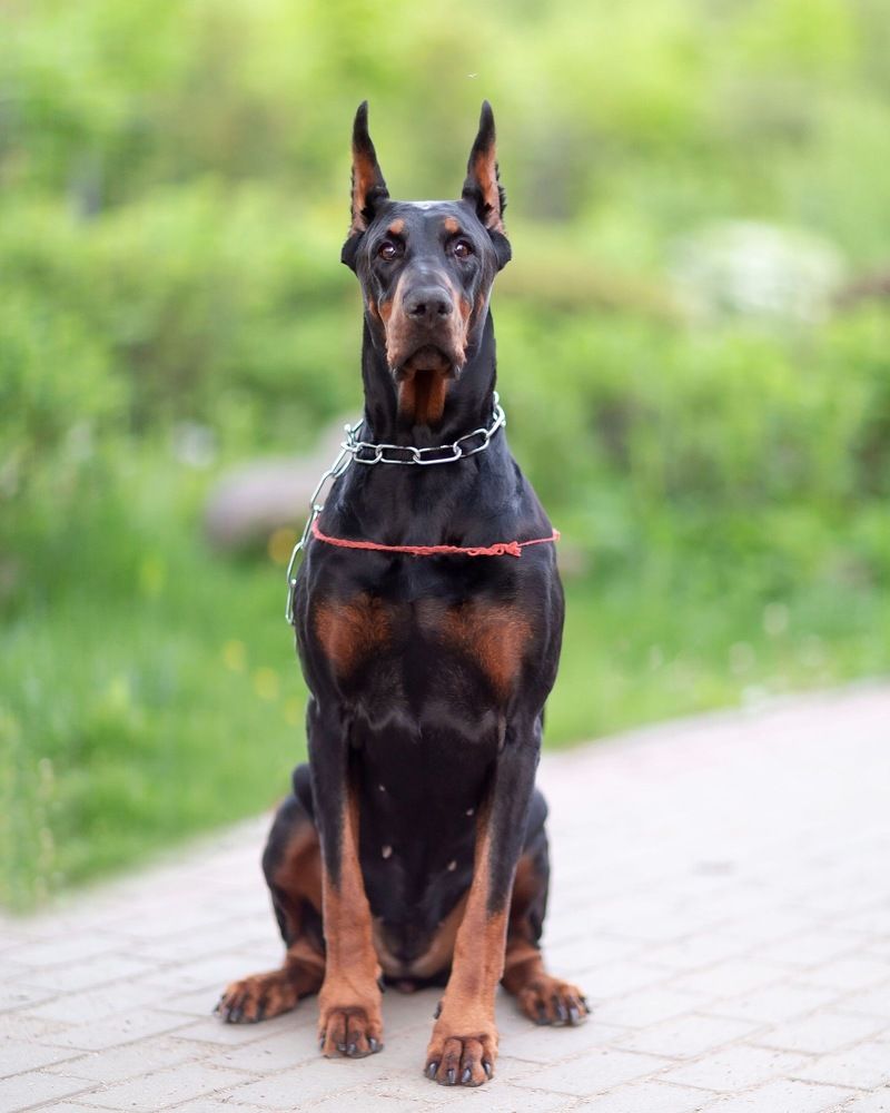 Фотография автора Ольга Трифонова