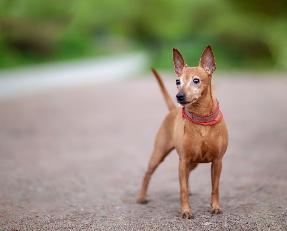 Фотография автора Ольга Трифонова