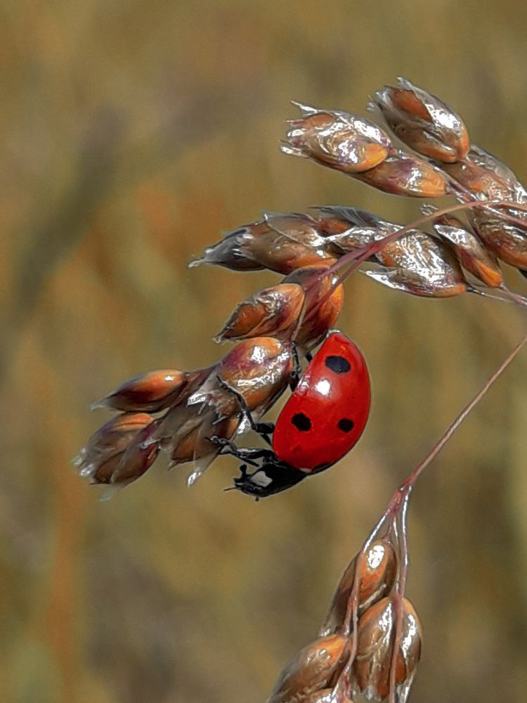 Фотография автора Юля Савельева
