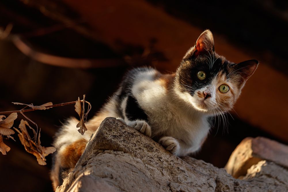 Photograph by Михаил Шпирко