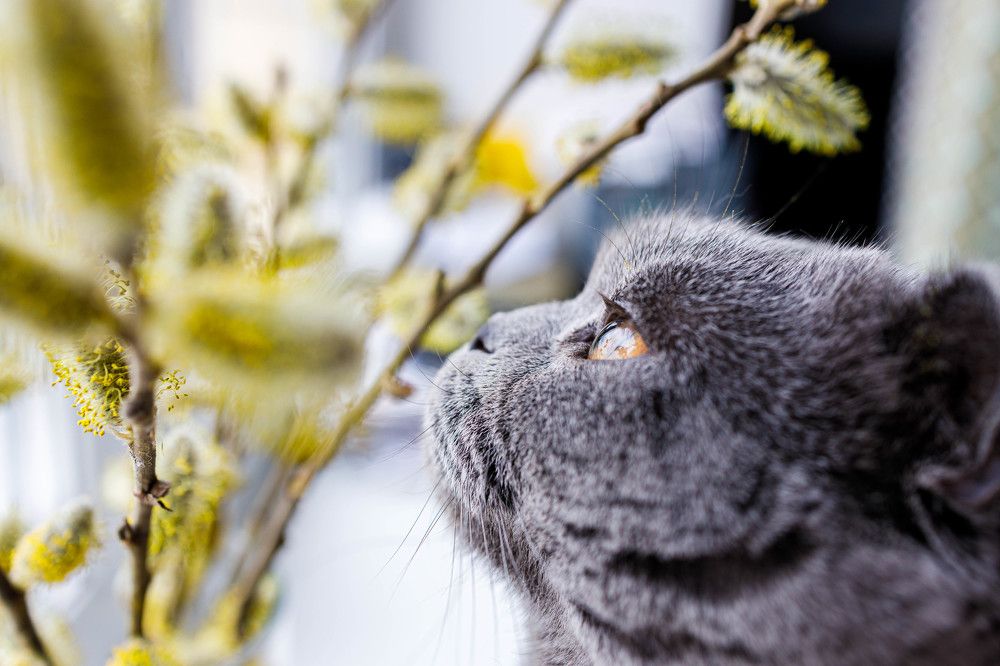 Вербное воскресенье