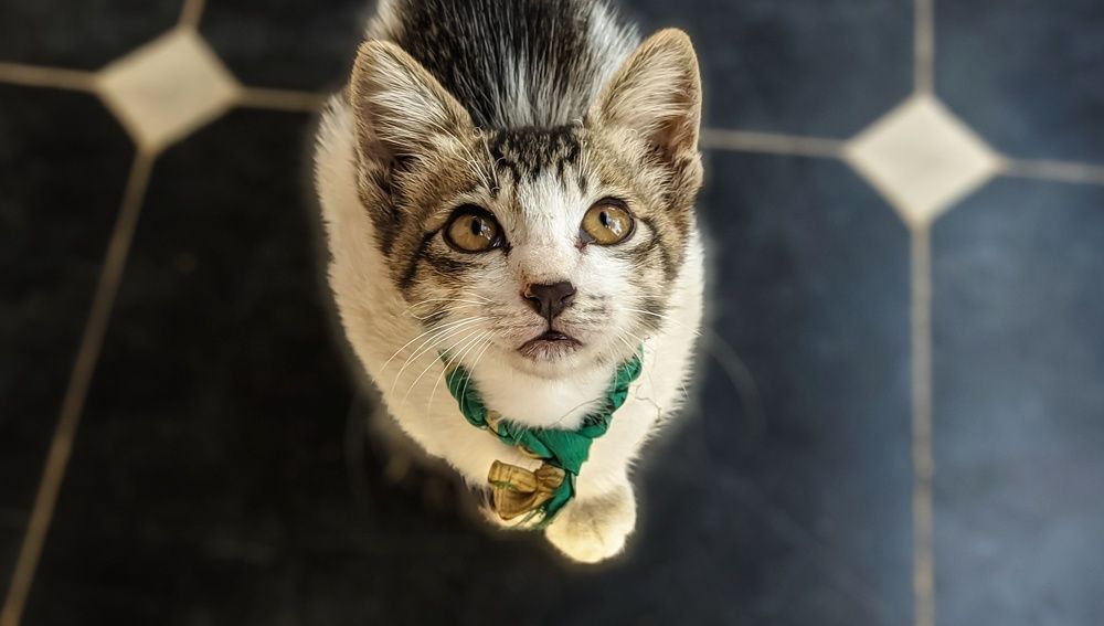 Photograph by Vijayakumar