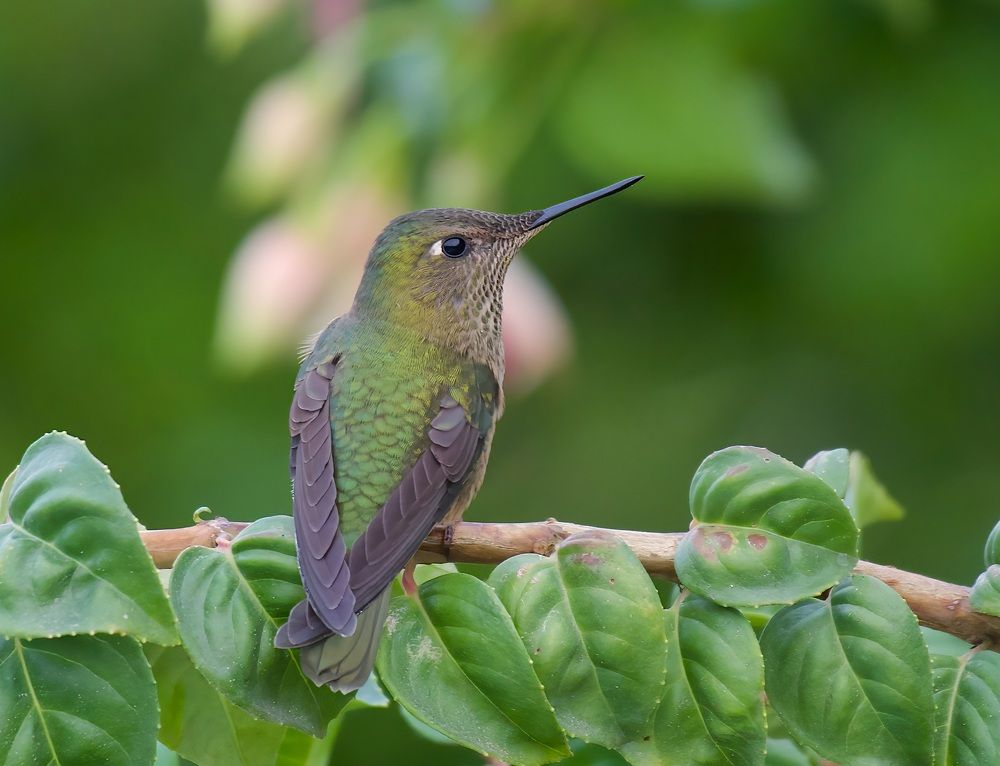 Photograph by Claudio Rojas