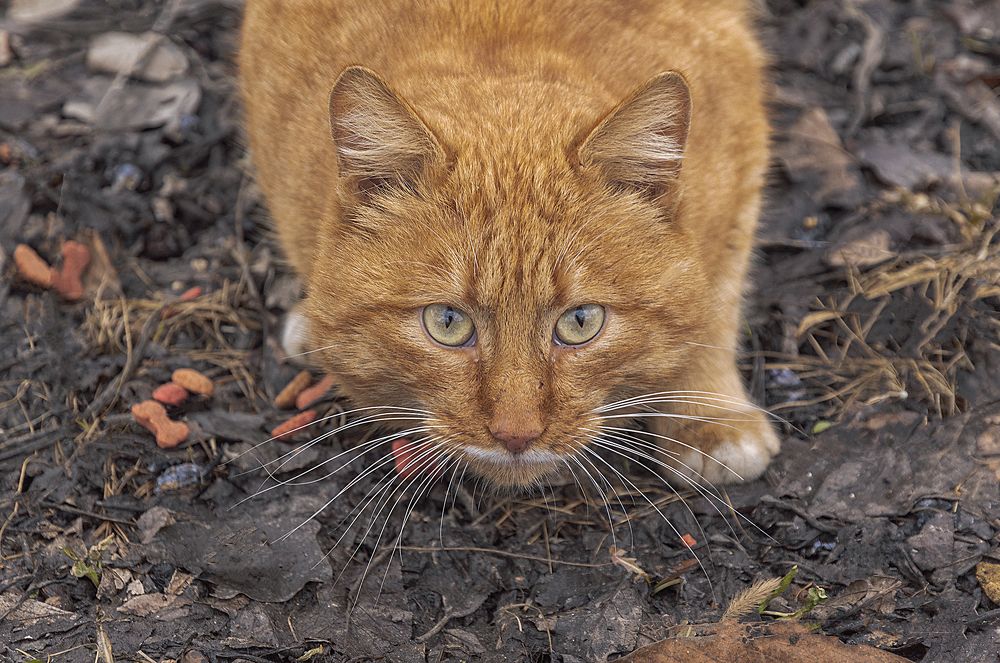Photograph by Светлана Мельник