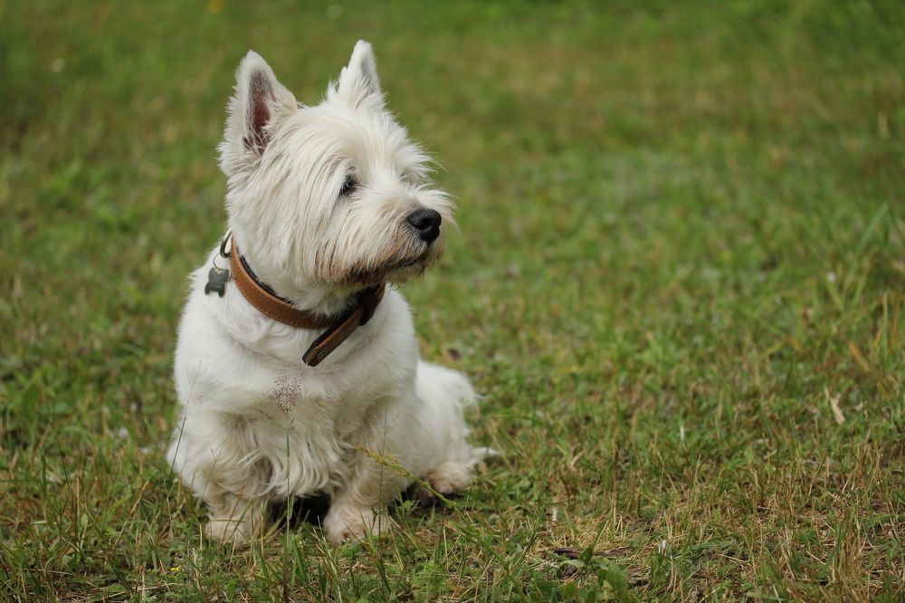 Photograph by Анастасия Бравичева