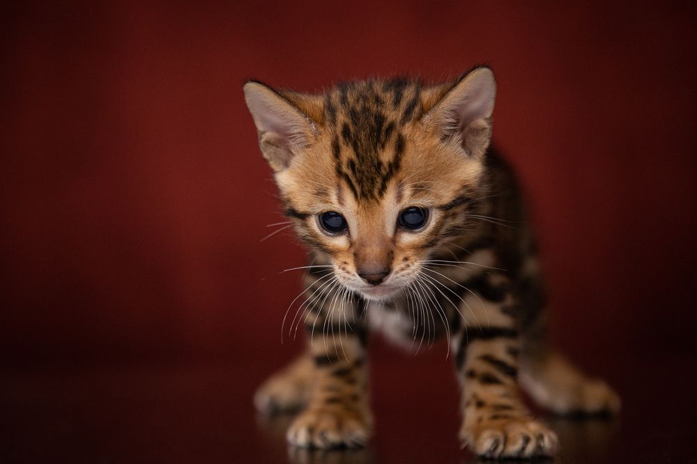 Photograph by Алексей Бубнов