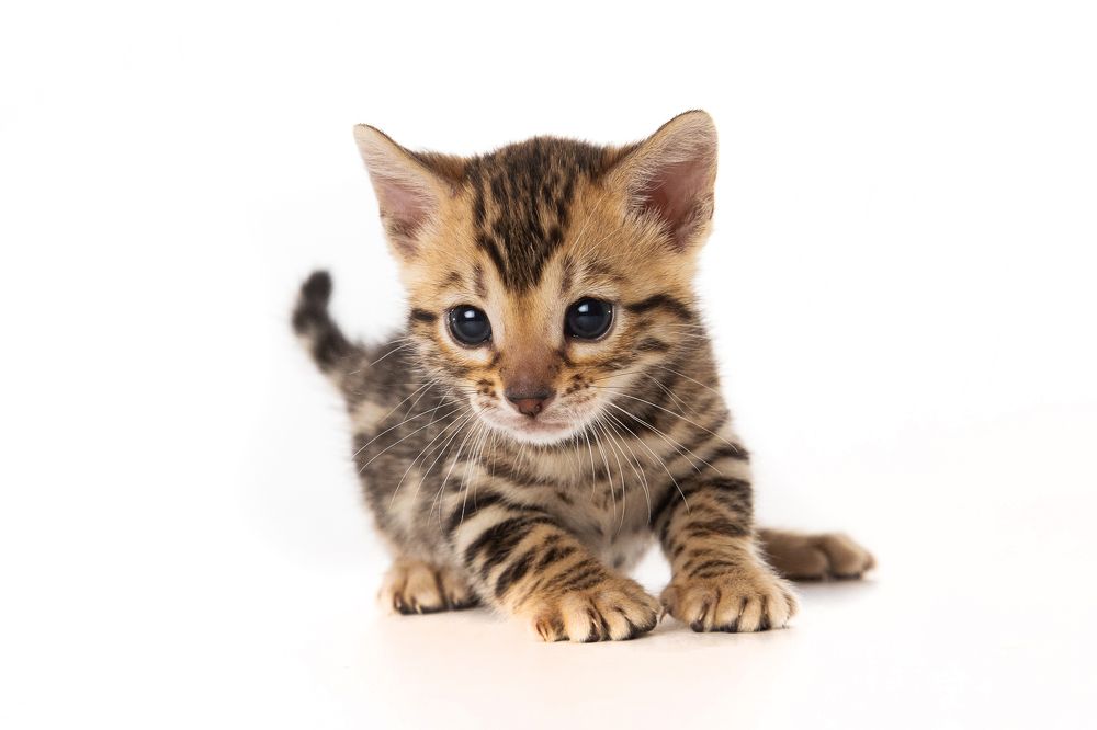 Photograph by Алексей Бубнов