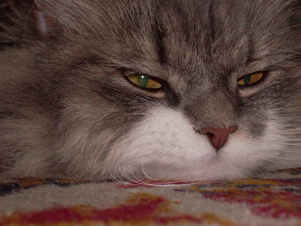 Photograph by Игорь Пшеничников