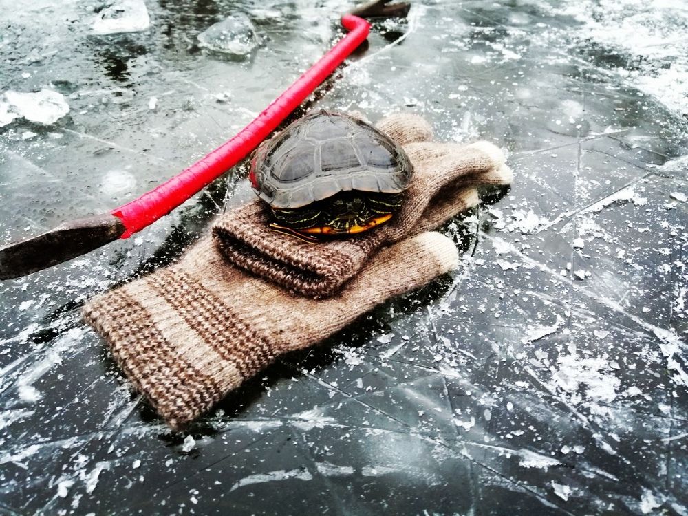 Photograph by Сергей Золотоверхий