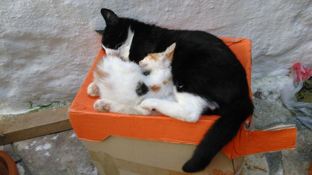 Фотография автора Danica Utjesinovic