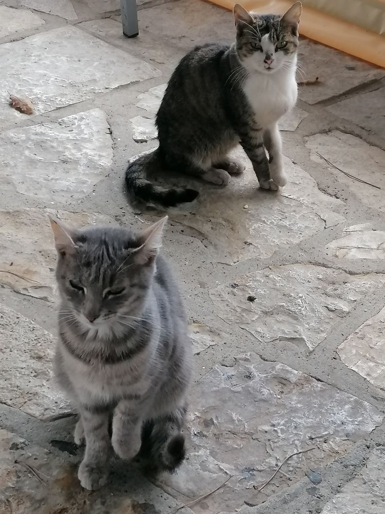 Фотография автора Danica Utjesinovic