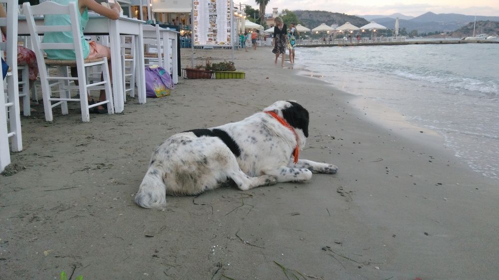 Фотография автора Danica Utjesinovic