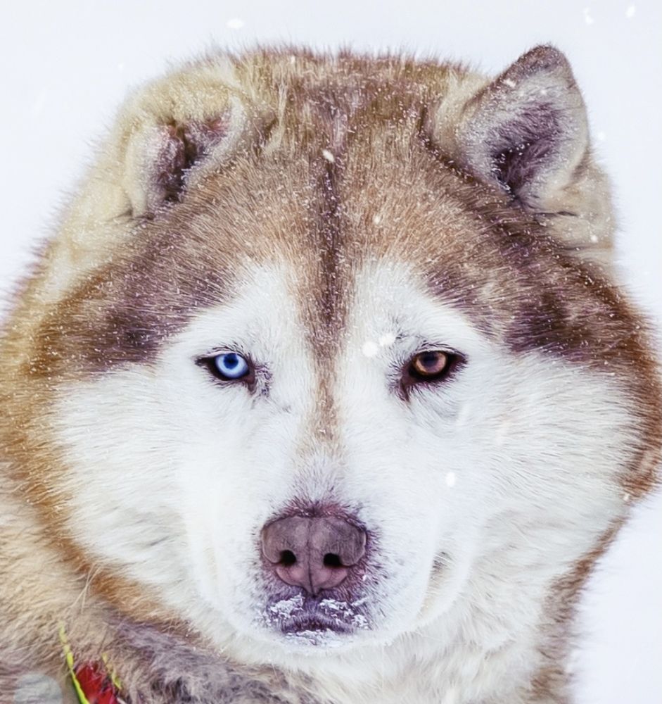 Photograph by Елена Комарова