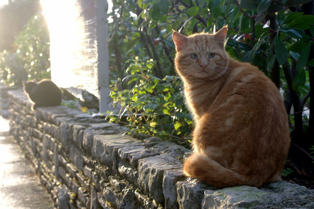 Photograph by Damir Gržin