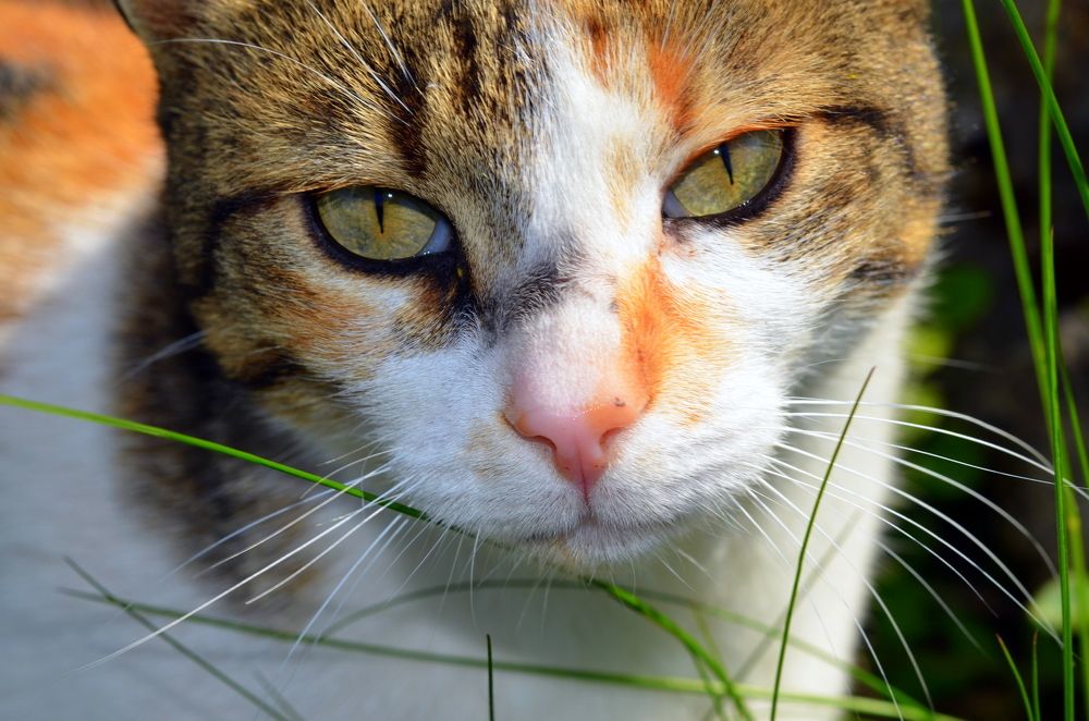 Meet him in the botanical garden...