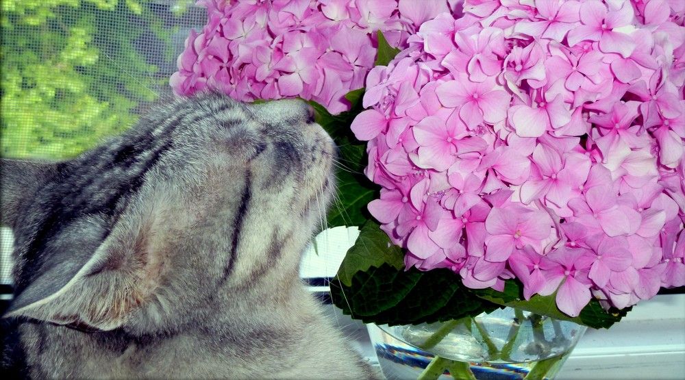 Photograph by Emil Zivanov