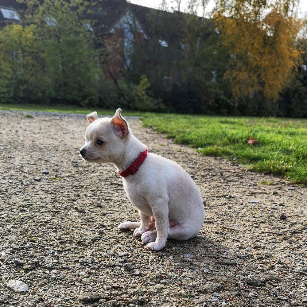 Snuppy/Снуппи.