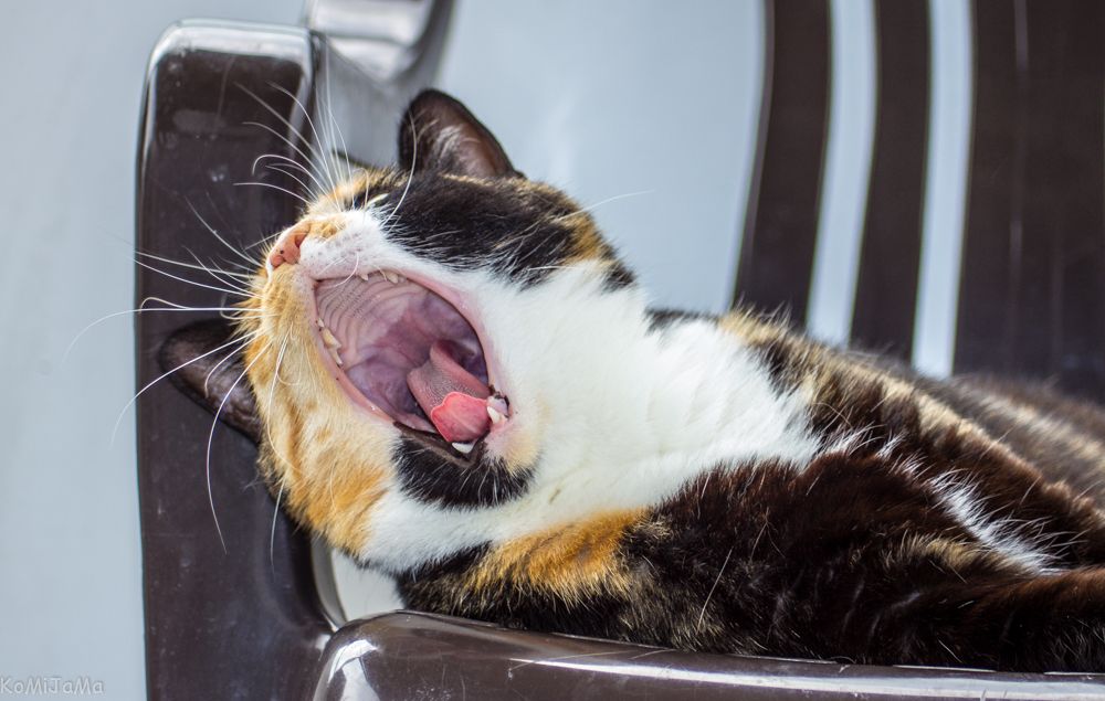 Photograph by Михаил Жарский